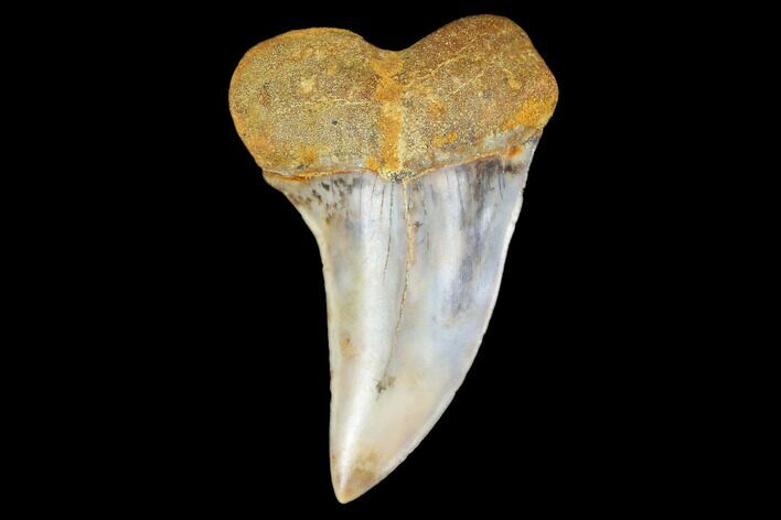 Colorful Mako/White Shark Tooth Fossil - Sharktooth Hill, CA #113900
